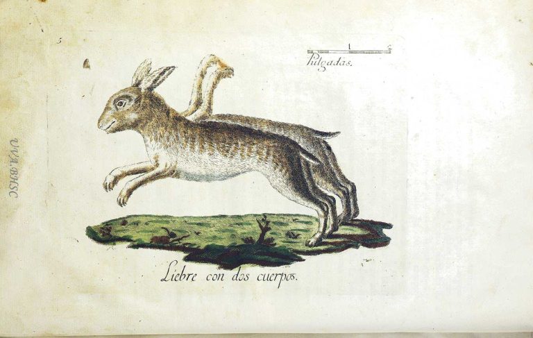 Animales monstruosos